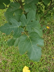 Ficus carica carica