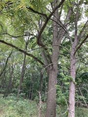 Juglans nigra