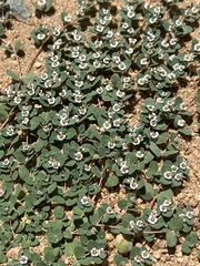 Euphorbia albomarginata