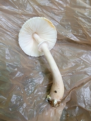 Leucoagaricus