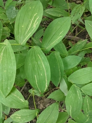 Uvularia grandiflora