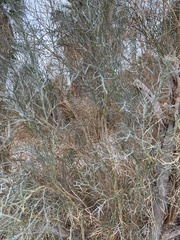 Psorothamnus spinosus