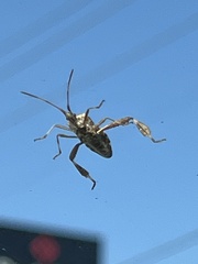 Leptoglossus clypealis