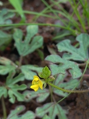 Vigna indica
