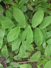 Uvularia grandiflora
