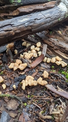 Cudonia circinans