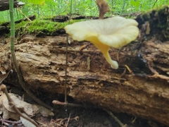 Gerronema strombodes