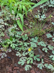 Vigna indica