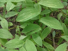 Uvularia grandiflora