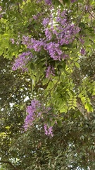 Lonchocarpus
