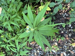 Doellingeria umbellata