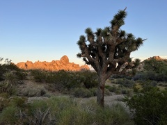 Yucca brevifolia