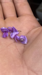 Lonchocarpus