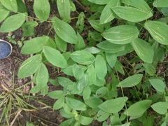 Uvularia grandiflora