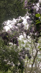Lonchocarpus