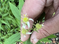 Doellingeria umbellata