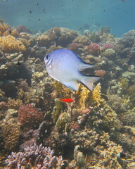 Amblyglyphidodon indicus