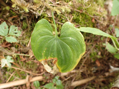 Maianthemum dilatatum