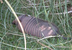Chaetophractus villosus