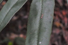 Coniogramme intermedia