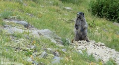 Marmota caligata