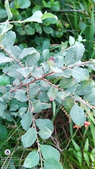 Salix aurita