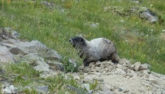 Marmota caligata