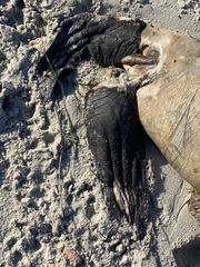 Zalophus californianus