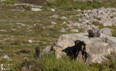 Marmota caligata