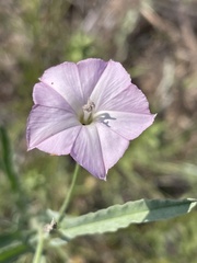 Convolvulus