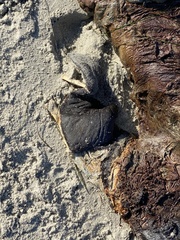 Zalophus californianus