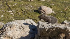 Marmota caligata
