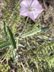 Convolvulus