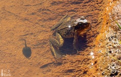 Rana cascadae