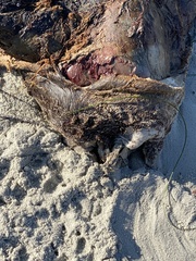 Zalophus californianus