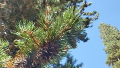 Pinus contorta murrayana
