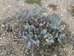 Asclepias cordifolia