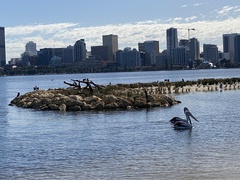 Pelecanus conspicillatus