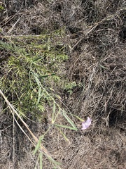 Convolvulus