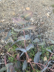 Asclepias cordifolia