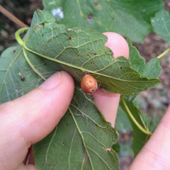 Pediaspis aceris