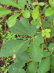Handroanthus