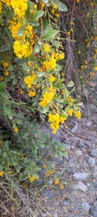 Berberis integerrima