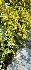 Berberis integerrima