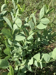 Baptisia sphaerocarpa