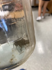 Dissosteira carolina