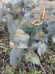Asclepias cordifolia