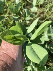 Baptisia sphaerocarpa