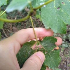 Pediaspis aceris