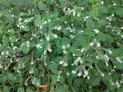 Heliotropium europaeum